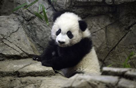 Bei Bei - Giant panda Bei Bei turns one - Pictures - CBS News