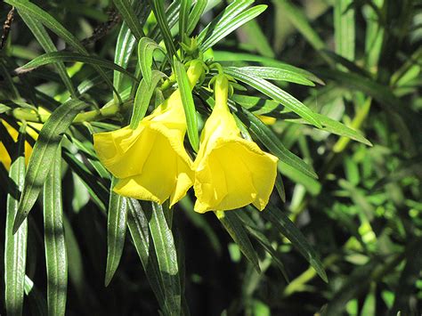 Yellow Oleander - Buchanan's Native Plants