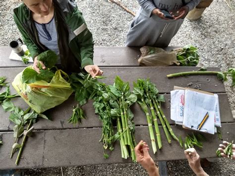 Japanese Knotweed: Edible, Medicinal, Invasive! – Philadelphia Orchard ...