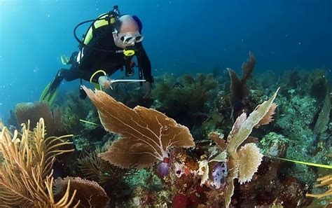 How to dive a coral reef