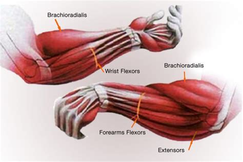 How To Get Big Forearms NOW – Fitness Volt