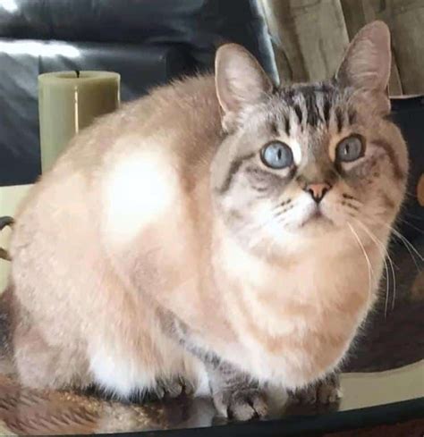 Senior Lynx Point Siamese Cat For Adoption in San Diego CA - Adopt Lilly