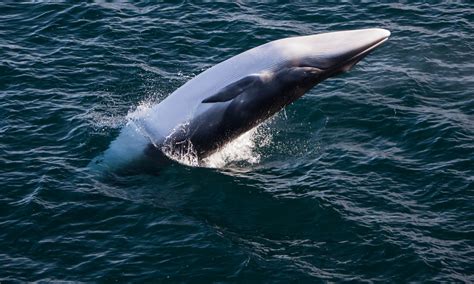 Wildlife-grey-whale-breaching-john-greengo > John Greengo Photography