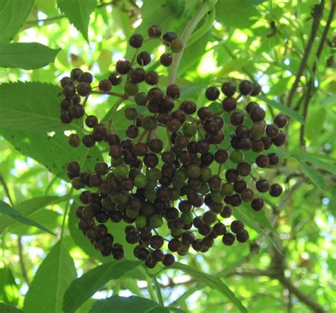 Plants - North Carolina Native Plant Society