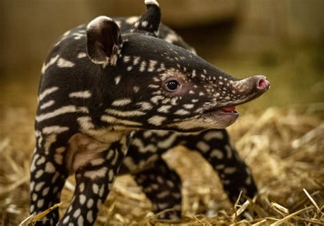 Cute, or what? Baby tapir born at Antwerp Zoo | The Bulletin