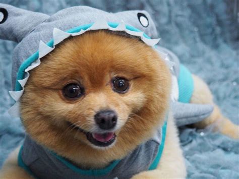 Get Excited For #SharkWeek With These Adorable Shark Pups | Shark Week ...