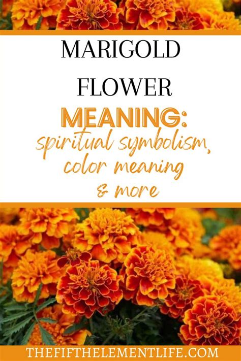 Marigold Flower Meaning, Spiritual Symbolism, & More | Flower meanings ...