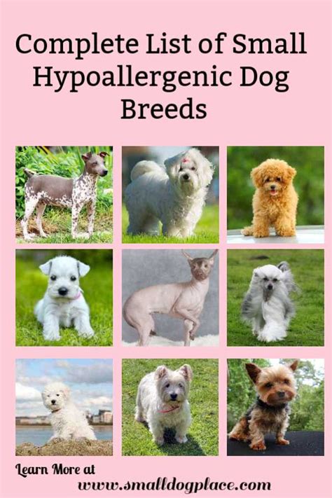 Hypoallergenic Dogs