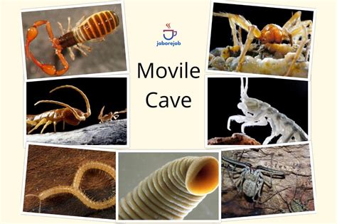 Romania Discovered 5.5 Million Years Sealed Movile Cave