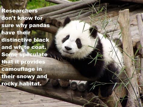 33 Panda Facts Guaranteed To Surprise And Delight You