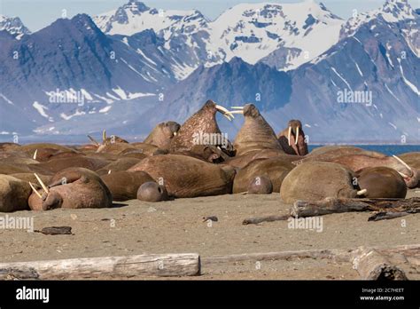 Male walrus fighting hi-res stock photography and images - Alamy