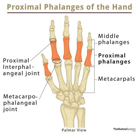 Proximal Phalanx: Definition, Location, Anatomy, Diagram