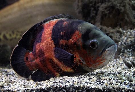 10 Best Large Fish for a Freshwater Aquarium - PetHelpful