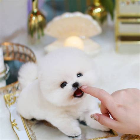 Mallow - Male Teacup Pomeranian | Mini Teacup Puppies