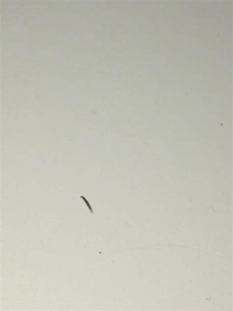 Little Black Worm Like Bugs In Bathroom - Bathroom Poster