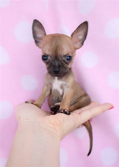 Teacup Chihuahua Puppies Available in South Florida | Teacups, Puppies ...