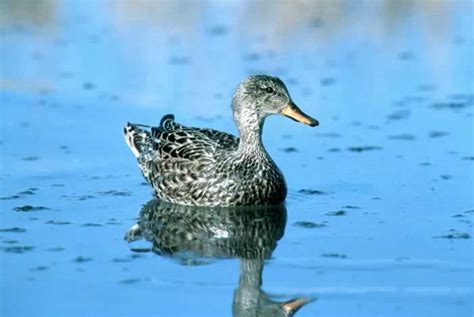 Gadwall - Mareca strepera | Wildlife Journal Junior