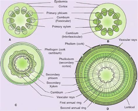 23+ Apical Meristem Diagram - DorinoAlaiham