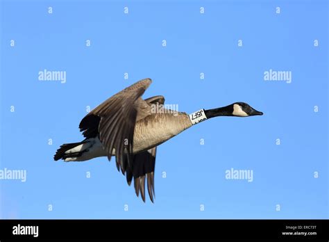 Canada goose identification hi-res stock photography and images - Alamy