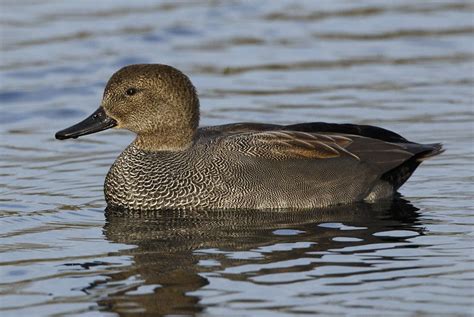 Gadwall | Animals, Birds, Nature