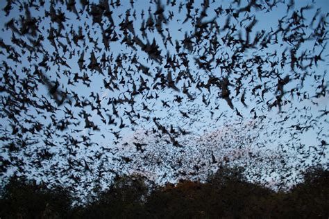 A Mexican free-tailed bat colony : BeAmazed