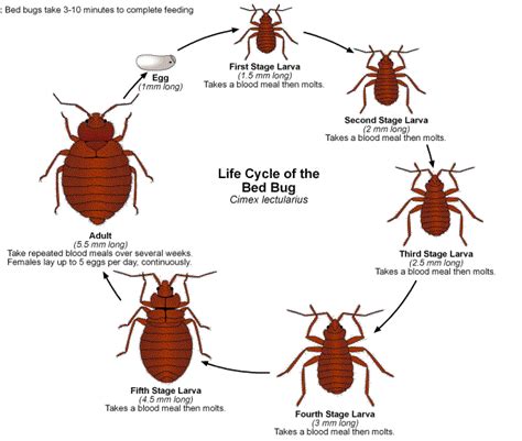 Bed Bugs Uncovered: Distinguishing Bed Bugs And Dust Mites Picture