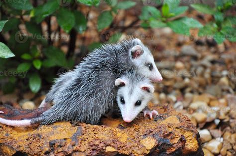 Possum babies 867141 Stock Photo at Vecteezy