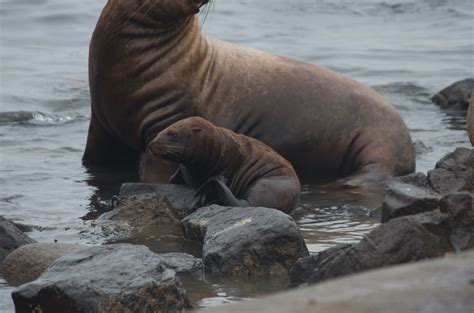 Technical Difficulties and Sea Lion Pups | Race Rocks Ecological Reserve-