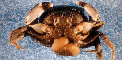 Smithsonian Insider – Undersea parasite turns male mud crabs female ...