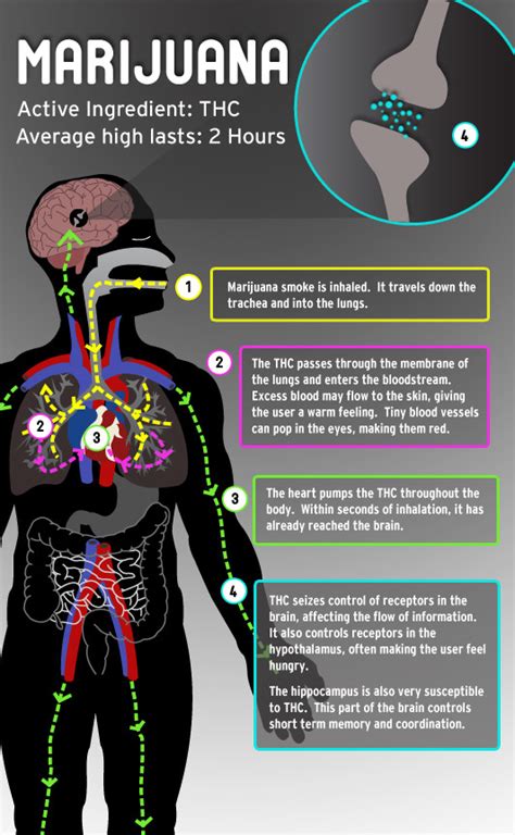 I found an infographic about THC effect, never saw this around here ...