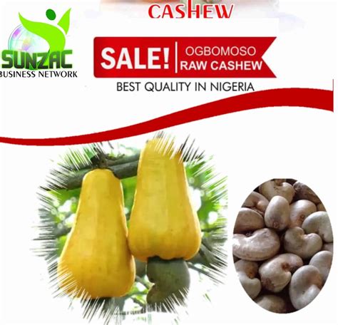 Cashew Season Is Back Again - Agriculture - Nigeria