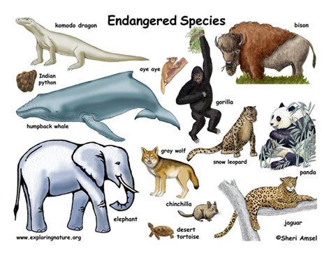 Endangered Species | Endangered Vulnerable,Threatened Of Animals