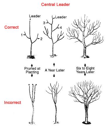 pruning a large meyer lemon tree - Clorinda Crowe