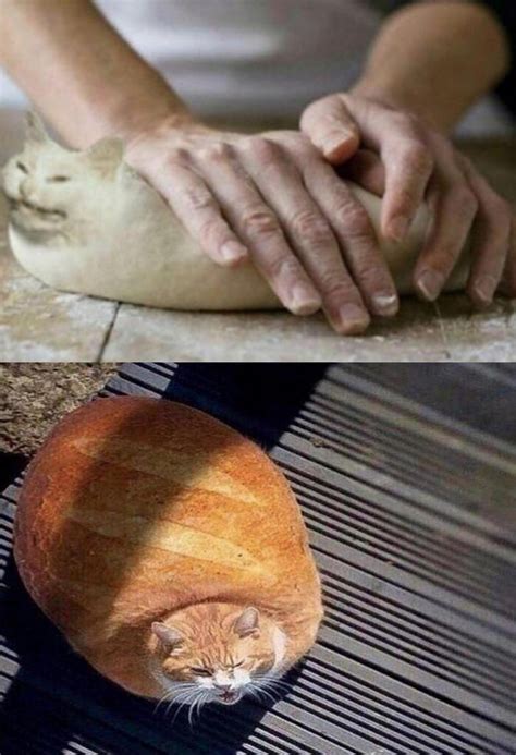 Cat dough and then baked cat : r/MemeTemplatesOfficial