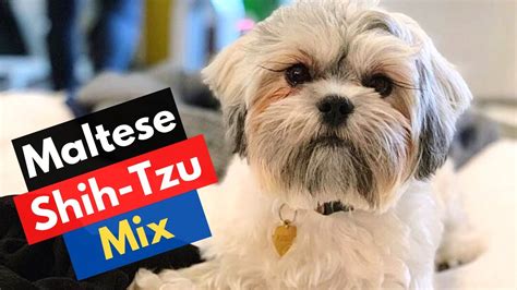 Who's Maltese Shih Tzu Mix Breed? Malshi Traits and Care - YouTube