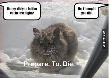 Frozen Cat Meme - Quotes Viral