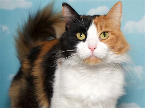 What is a Calico Cat? [With Images] - Cat-World