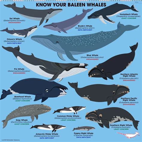 Guide to baleen whales! : coolguides Fun Facts About Animals, Animal ...