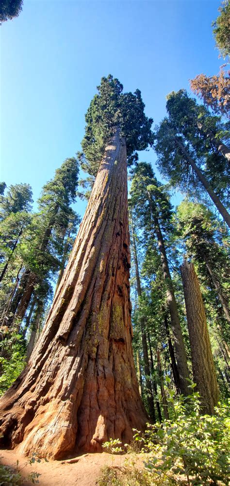 Giant Sequoia in Big Trees, Ca [OC] [4608x2184] : r/EarthPorn