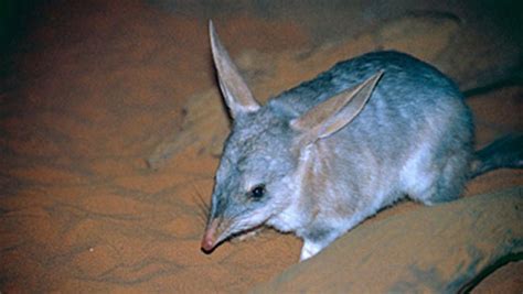 Amazing Facts about Greater Bilbies | OneKindPlanet Animal Education