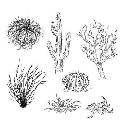 Vector Set of Sketch Cactuses and Desert Plants | Desert plants, Bush ...