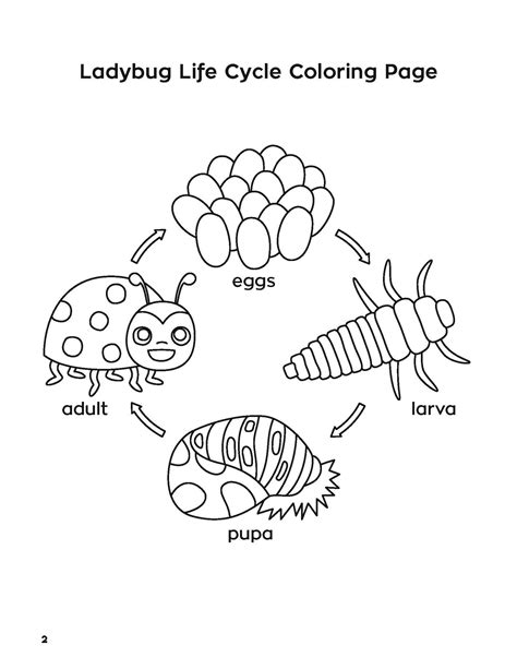 Printable Ladybug Life Cycle Worksheet