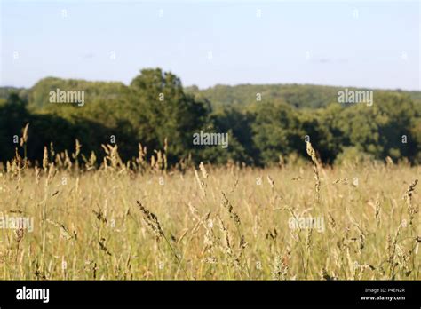 field of tall grass Stock Photo - Alamy