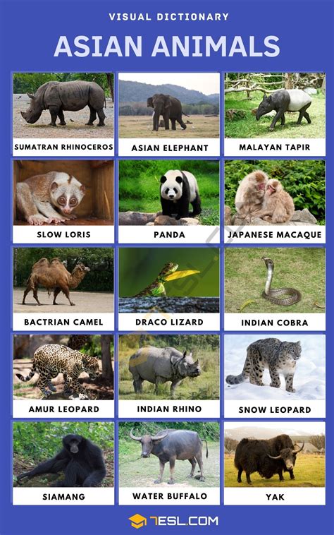 Asian Animals Names in English with Pictures • 7ESL | Animals name in ...