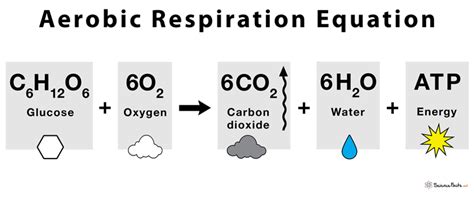 Aerobic Respiration Equation