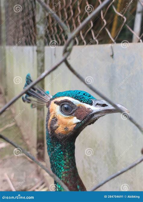 Peacock Eyes Detail stock image. Image of wing, blue - 284704691