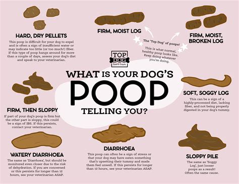 POOP and What it Means for Your Dog (Poop Chart Inside!) – Top Dog Food ...