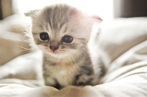 5 Reasons Why Your Kitten is Crying at Night