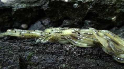 Fungus Gnat Larvae (Sciaridae) Swarming Behavior - YouTube