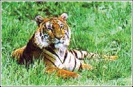 Caspian Tiger ~ World Extinct Animals